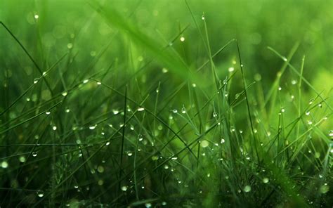 Grass Background wallpaper | 1920x1200 | #53338