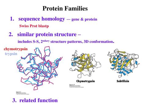 Ppt Protein Families Powerpoint Presentation Free Download Id2135650