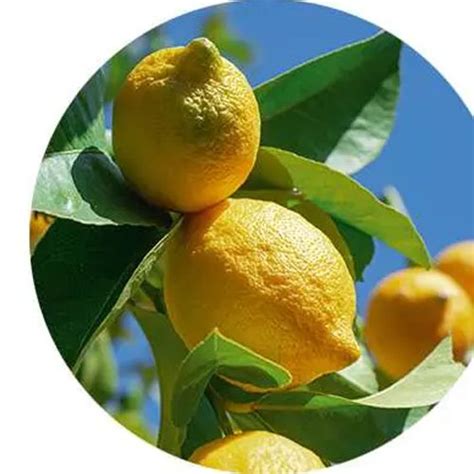 Концентрированная парфюмерная вода "Ondes Positives" — купить в Минске ...