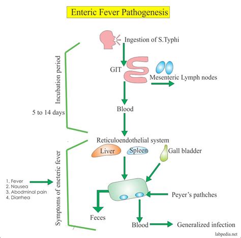 Enteric Fever Part 1 Typhoid Fever Enteric Fever Salmonella Typhi