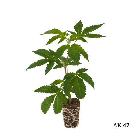 Bestseller Cannabis Stecklinge 3er Set Kaufen Sparpaket