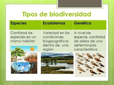 Tipos De Biodiversidad