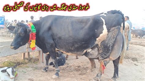 Today Malumor Mandi Jhang Cows Fresh Rates Update Cow Mandi 2023