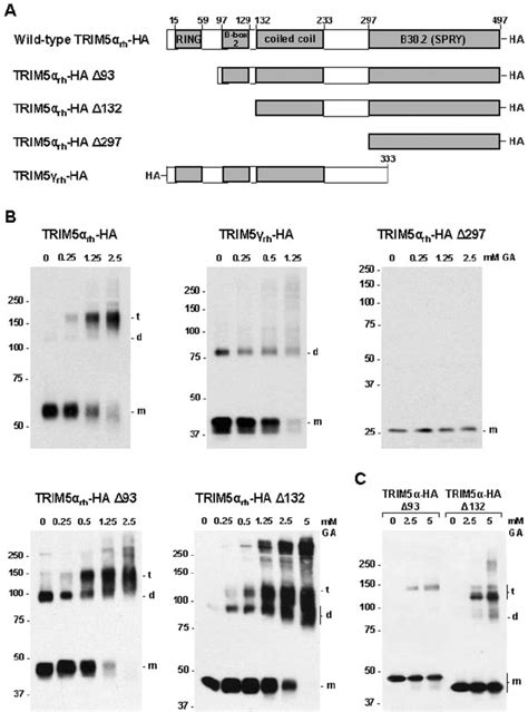 Oligomeric State Of Rhesus Monkey TRIM5 Variants A A Diagram Of