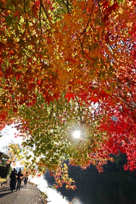 In Photos Autumn Maple Leaves At Kyoto Dyeing Studio At Their Fiery