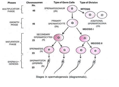 What Is Spermatogenesis Explain With The Of Diagram