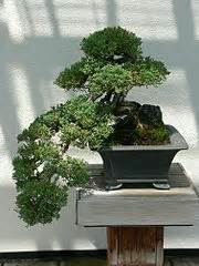 Category:Juniperus procumbens bonsai - Wikimedia Commons