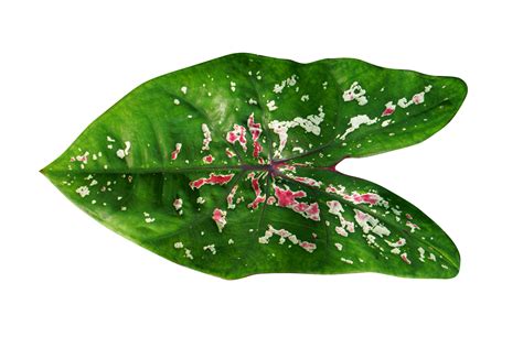 Beautiful Caladium Bicolor Leaves 20952447 PNG