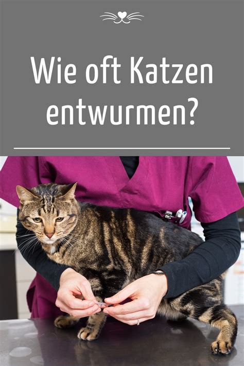 Katze Entwurmen Wann Ist Der Richtige Zeitpunkt Katzen Katzen