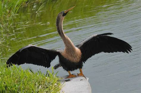 17 Birds That Swim Underwater (with Photos, ID, & Info!)