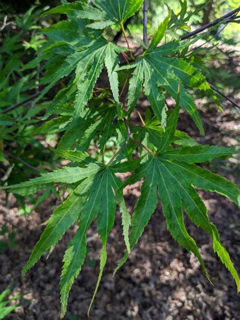 Acer Palmatum Tsuri Nishiki Tsuri Nishiki Japanese Maple The