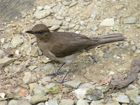 Mayo Aves De Rionegro Ant · Inaturalist