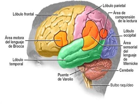 Terapia de Lenguaje, Aprendizaje y Voz: LA AFASIA , PÉRDIDA DEL LENGUAJE