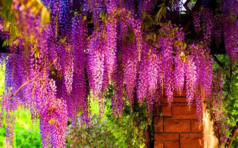 Colorful Wisteria wallpaper | 1680x1050 | #29732