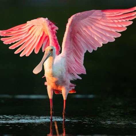 Roseate Spoonbill Bird Photography Florida Birds Fine Art - Etsy