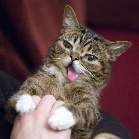 Lil Bub Cool Pets Kittens Cutest Cute Cats