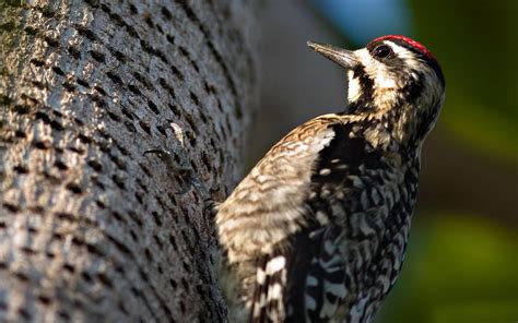 Woodpecker On A Tree Wallpapers And Images Wallpapers Pictures Photos