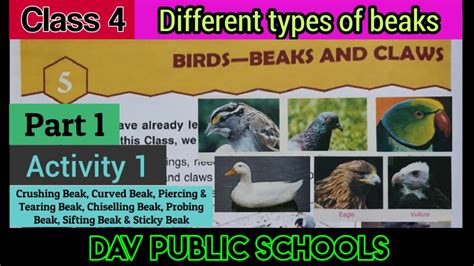 Dav Class Science Chapter Birds Beaks And Claws Youtube