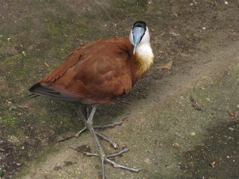 African Jacana 03 By Animalphotos On Deviantart