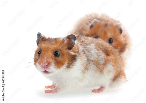 Red and white hamster Stock Photo | Adobe Stock