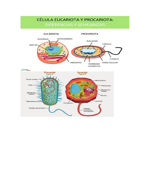 Eucariota y Procariota | PDF