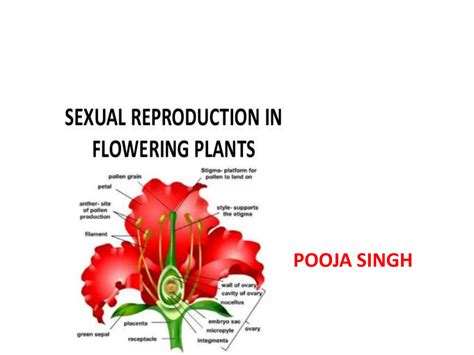 Sexual Reproduction In Flowering Plants Ppt