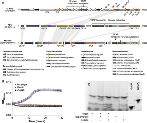 Biochemical Reconstruction Of A Metabolic Pathway From A Marine