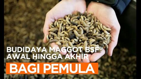 Cara Mudah Budidaya Maggot Bsf Bagi Pemula Ternak Skala Rumahan 1