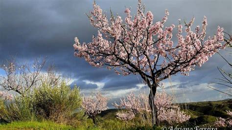 Festa da amendoeira em flor em Vila Nova de Foz Côa a partir desta