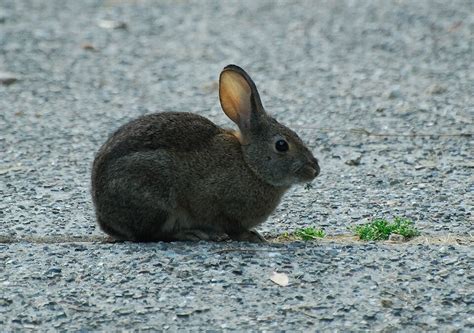 Native Brush Rabbit | Curbstone Valley