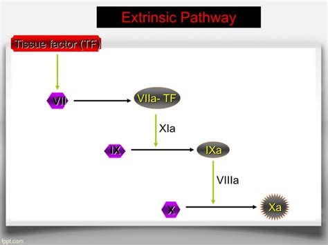 Drugs Used In Disorders Of Coagulation Ppt