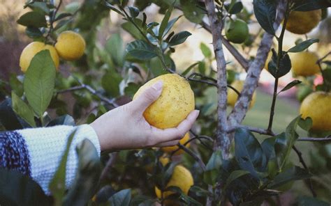 Quando Piantare Gli Alberi Da Frutto E Come