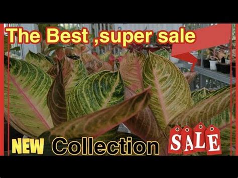 Super Sale Stock The Best Aglaonema Di Gunung Sindur Part 1 829 YouTube