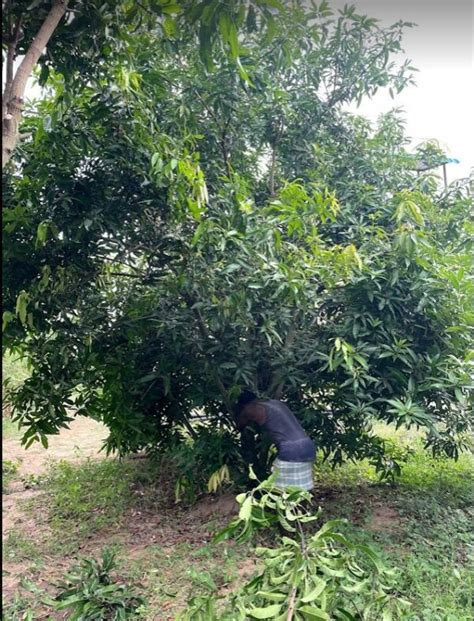 Pruning Mango Trees