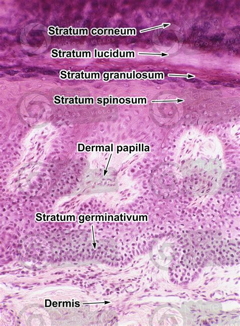 Stratum Corneum Slide