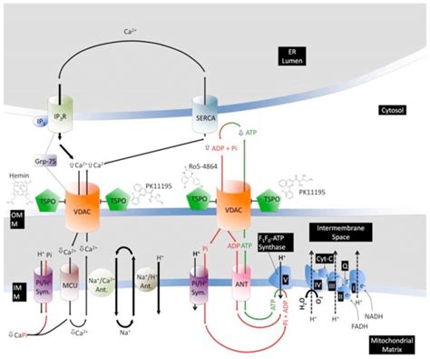 Hypothetical Model For The Regulation Of Mitochondrial Function Through