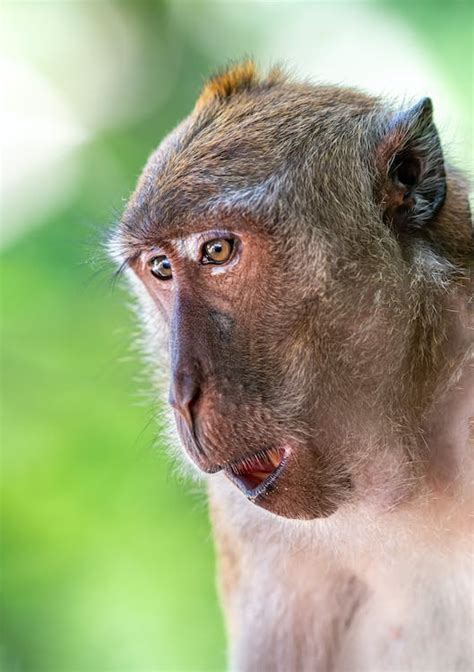 Brown Monkey With Tongue Out · Free Stock Photo