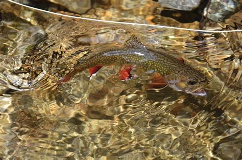 Where To Catch Native Brook Trout In Southern Appalachian Streams In