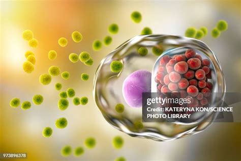 Chlamydia Trachomatis Foto E Immagini Stock Getty Images