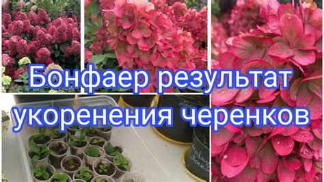 ГОРТЕНЗИЯ БОНФАЕР, РЕЗУЛЬТАТ УКОРЕНЕНИЯ ЧЕРЕНКОВ.🤗💐 - YouTube