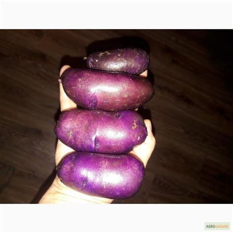 Продам картофель Цыганка, купить картофель Цыганка, Ивано-Франковская ...