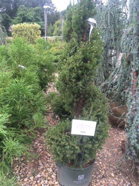 Topiary - Spiral - Alberta Spruce - New York Plants HQ