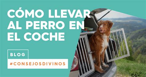 Cómo llevar al perro en el coche correctamente