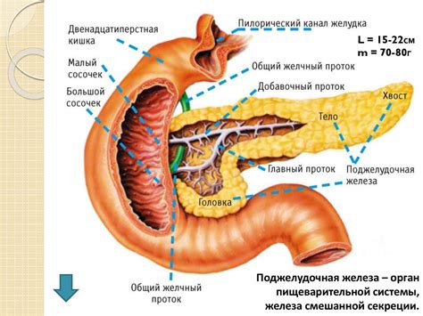 Поджелудочная железа - презентация онлайн
