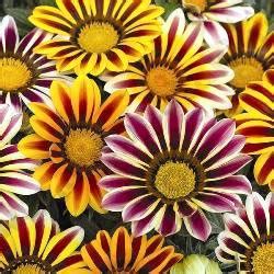 Газания Биг Кисс (1000сем) Syngenta Flowers семена цветов Купить с ...