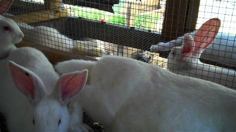 Raising New Zealand White Meat Rabbits From Start To Finish 8 Weeks Old