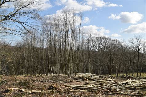 Clearance Wilderness Wood N Chadwick Geograph Britain And Ireland