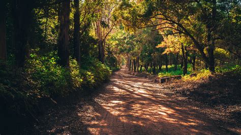 Free Images Landscape Tree Nature Forest Path Sand Wood Road