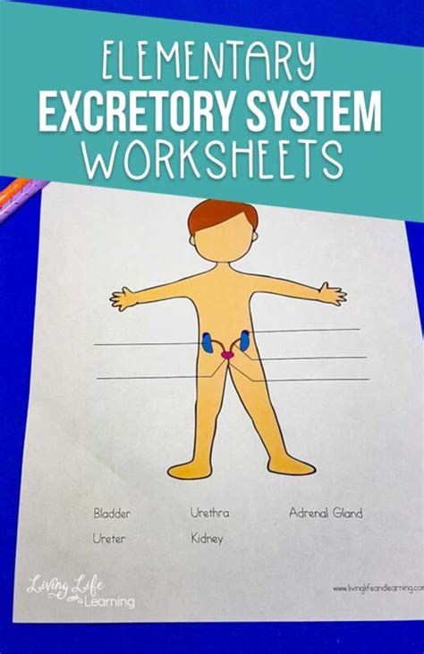 Excretory System Diagram Worksheet