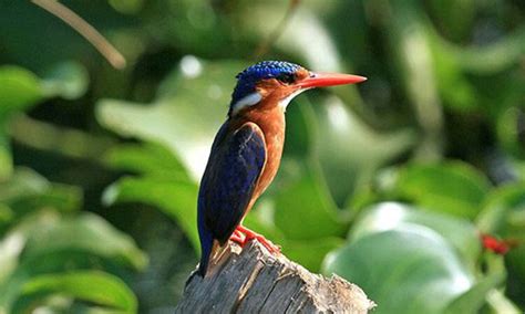 Akanyaru Wetlands Rwandas Bird Watching Gem Bird Watching